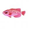 Glasseye Squirrelfish