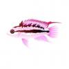 Pink Apisto
