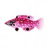 Pink Diana Hogfish