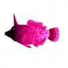 Pink Filefish