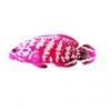 Pink Flag Grouper