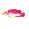 Pink Flame Wrasse