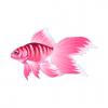 Pink Goldfish