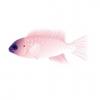 Pink Smith Damselfish