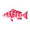 Pink Snapper 2