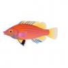 Pink Streaked Wrasse