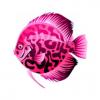 Pink Vine Discus
