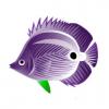 Greenfisn Purple Bflyfish