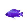 Purple Chromis