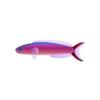 Purple Tilefish