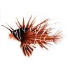 Radiata Lionfish