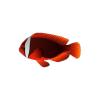 Tomato Clownfish