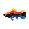 Tricolor Platy
