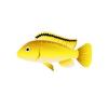 Electric Yellow Cichlid