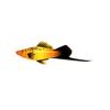 Marigold Wag Swordtail