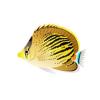 Pelewensis Butterflyfish