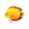 Yellow Marlboro Discus