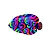 Groovy Curl Angelfish
