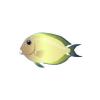 Twospot Surgeonfish