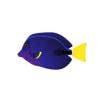 Yellowtail Surgeonfish