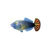 Fantailed Filefish