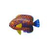 Potters Angelfish