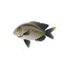 Rock Damselfish