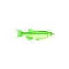 Green GloFish