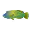 Napoleon Wrasse