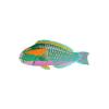 Bowers Parrotfish