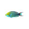 Parrotfish Theme