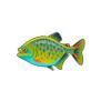 Parrotfish Piranha