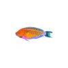 Regal Parrotfish