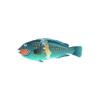 Yellowbar Parrotfish