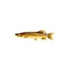 African Pike