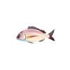 Pink Bream