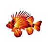 Flaming Lionfish