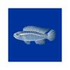 X-Ray Badis