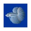 X-Ray Betta