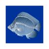 X-Ray Spotfin Butterfly