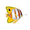 Butterfly Fish