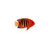 Flame Angelfish