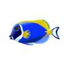 Powder Blue Tang