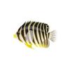 Barred Angelfish