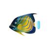 Blue-Ringed Angelfish