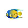 Queen Angelfish