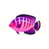 Saturn Angelfish