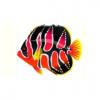 Angelfish - Set 4