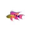 Pink Fancy Apisto