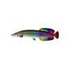 Rainbow Arapaima